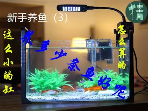 養幾隻魚比較好|一個魚缸養多少魚合適，從風水學及科學的角度來告訴你！